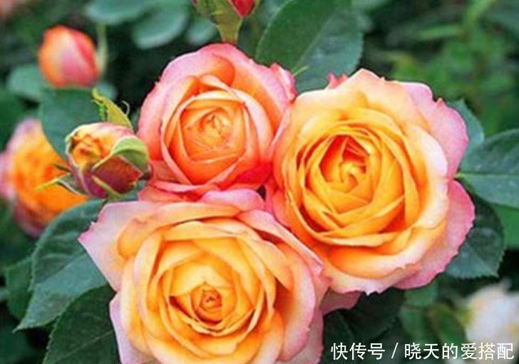 果汁|4种花养家里，旺财又养人，吉祥富贵，红红火火好运来