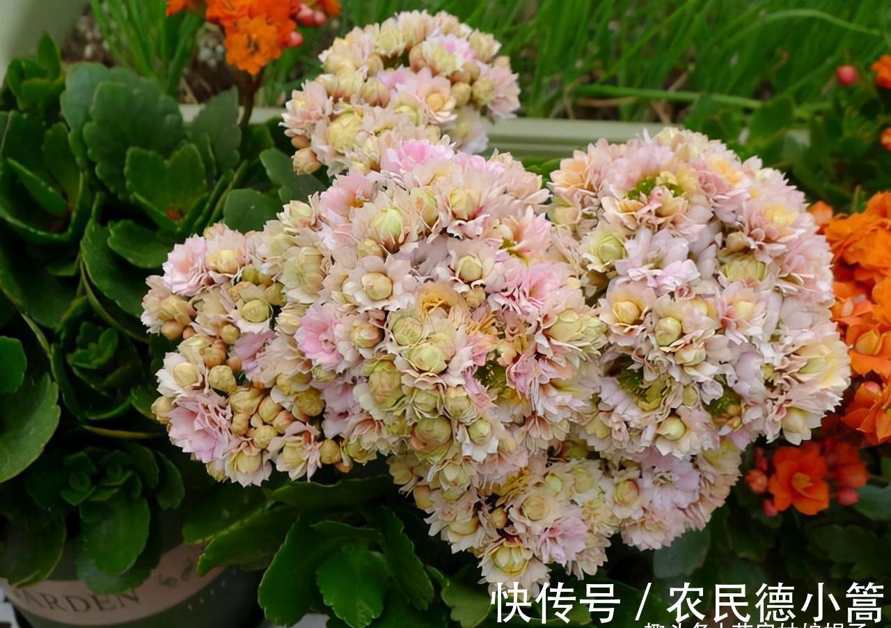 10月养护刚买的长寿花,5个方面不能急着做,不然开花会受到影响