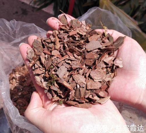 柳条|4种“垃圾”,垫在花盆下,烂根黄叶再也没了,啥花都越养越旺