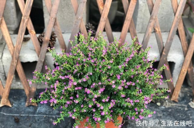 此植物花期超级长,全年开花,花多易爆盆,养护容易,室内也能养!