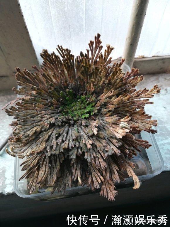 农村山上的“不死草”，生长在岩石上，很像杂草，殊不知很值钱