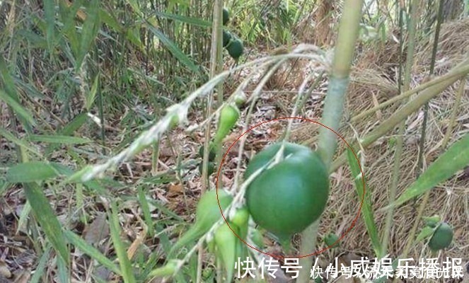 竹子|这植物50年结一次果实，一生只开一次花，很少人见过