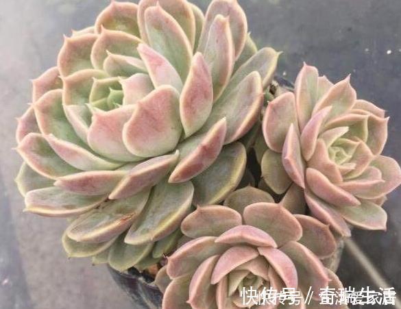 多肉植物 夏必死 摸清5个门道 新手花友入手不再犯愁 粉紫色