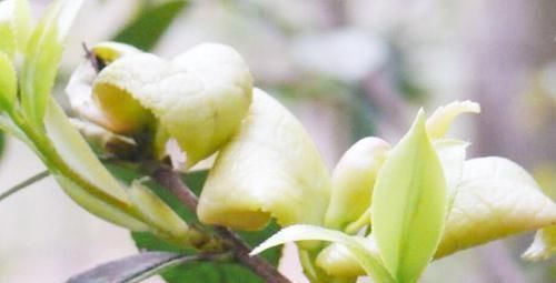 恨之入骨|它是茶树上难得的好东西,城里人花钱都难买,农民却对它恨之入骨