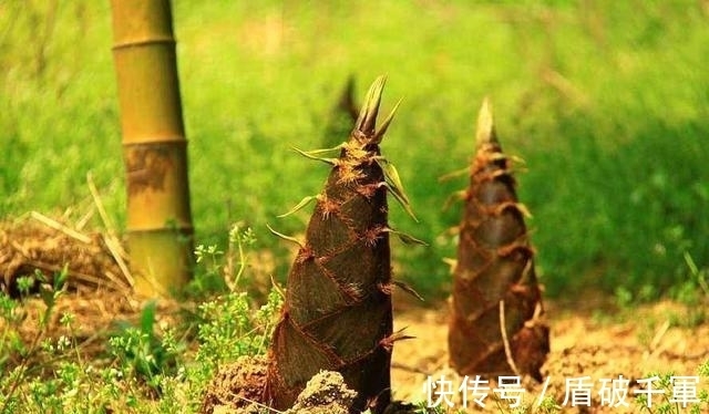 此3种花大部分人都听说过，不过不常见，看看你见过