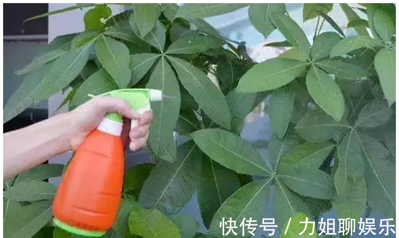 7种“富贵花”,容易被浇死,别太狠,一杯水就够养一冬天