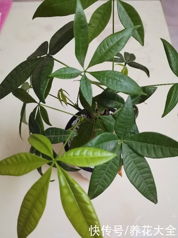 办公桌上养盆花,皮实好养又招财,天天看着心情好