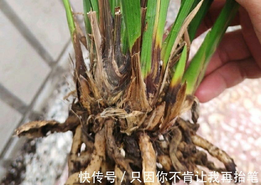 养护|养兰花要注意秋老虎,一不小心根部就发黑,发黑原因和解决方法