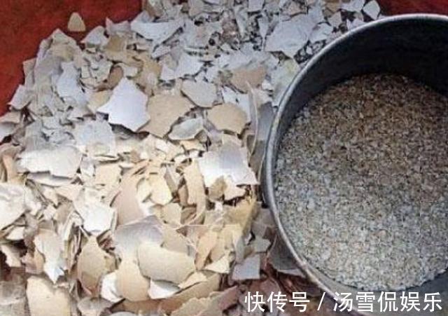 营养物质|发财树、金钱树喜欢“2种渣”，夏天埋入“1把”，根系开始变壮！
