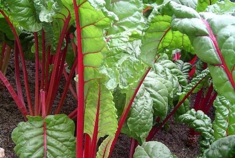 女人愛美，推薦的食物，排毒清腸，降壓減脂，增強體質