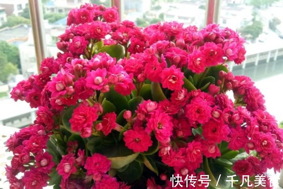 家中必养“4种花”,好养漂亮花期长,开花一簇簇,开成百花园!