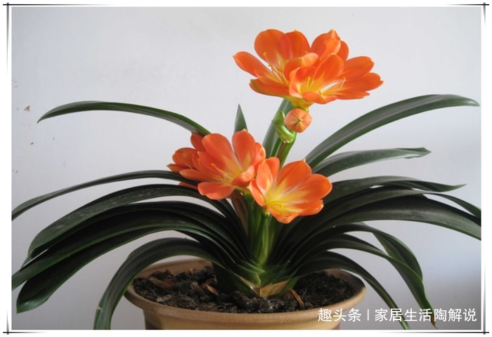 君子兰养养就发黄烂根盆里加点“料”，叶子油亮疯狂开花