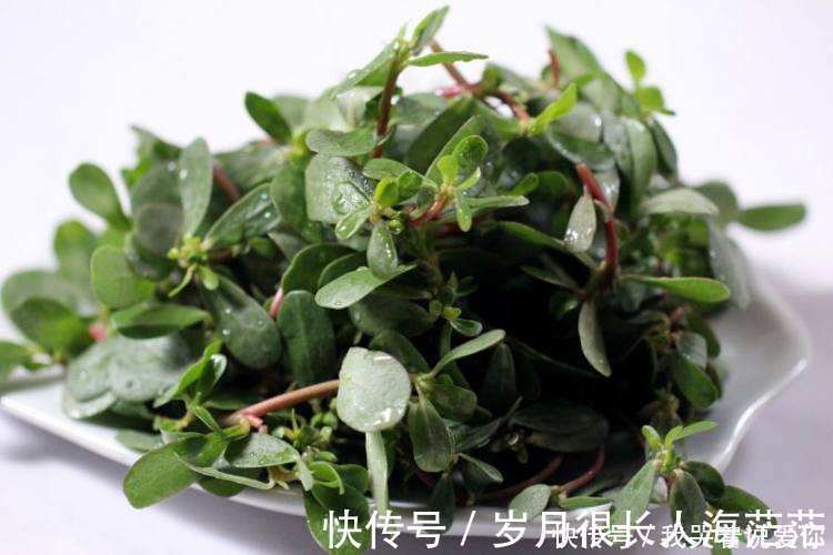 蚂蚱菜|女性爱美,推荐吃的食物,排出毒素,滋阴补阴,预防子宫早衰