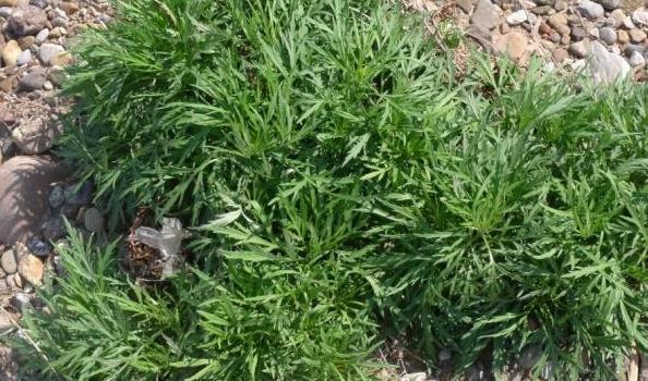 良药|北方农村特有的野菜,长得酷似艾草,却是民间降压良药,20元一斤