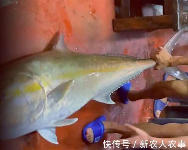 山东钓鱼人组团深海钓大鱼,米级百斤巨物接连上钩,网友:发财了