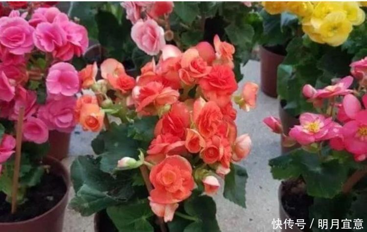 最受欢迎的“6种花”,漂亮好养,晒晒太阳就开花,特别好养