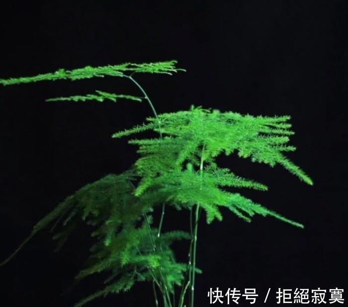 家里4种“药片”,过期不要扔,都是养花“宝贝”, 比花肥好用10倍