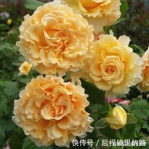 推荐6款波浪边月季,又香又勤花,新手也会养,值得拥有