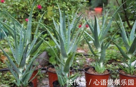 有害气体|“病毒”很烦2种花,家里养一盆,全家人都身体好,养100盆都不多