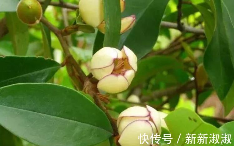 风雪月|几种花是懒人的最爱，开起花来“拦”不住，美不胜收，你养了吗