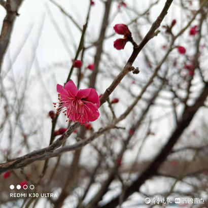 中年|泰山花海变雪中游乐园，踏雪寻梅正合时宜