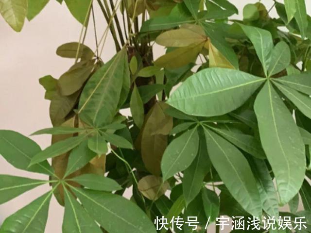 低温|低于5度,6种花一整个冬天不浇水,也能照样活