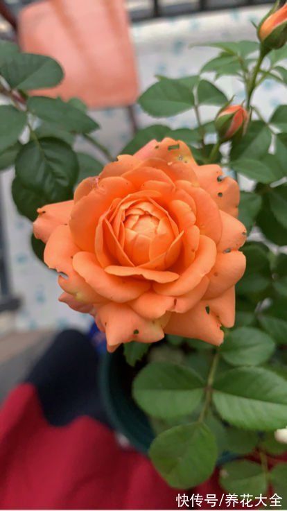 不能放在卧室养的6种花,时间越久对人身体伤害越大,抓紧搬出去