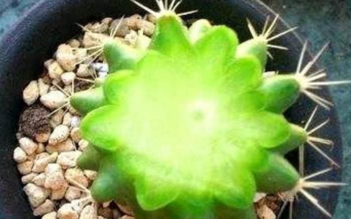 养护|仙人球出现腐烂,先不要扔掉,跟着养护专家学起来!