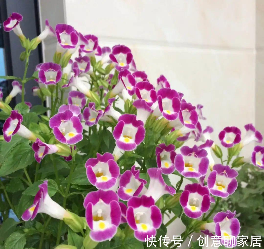 凤仙花|10种花开完不要剪,等20天之后,1盆变多盆