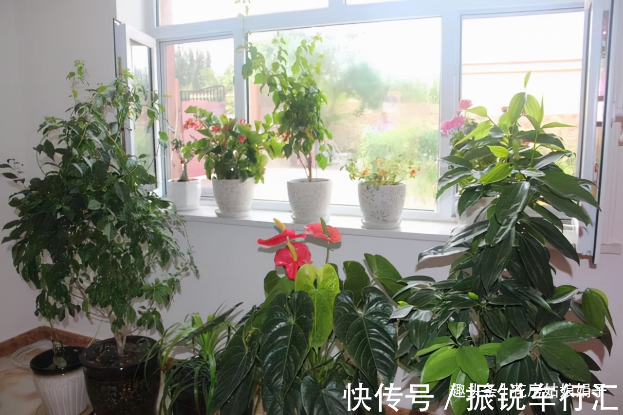 氧气|这几类花卉,再喜欢也不要搬进卧室,养不好不说,对健康还有影响
