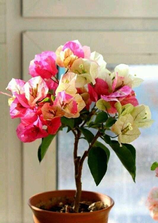 营养生长|养三角梅，“撸光叶子”虐着养，25天后，又是一个“盛花期”