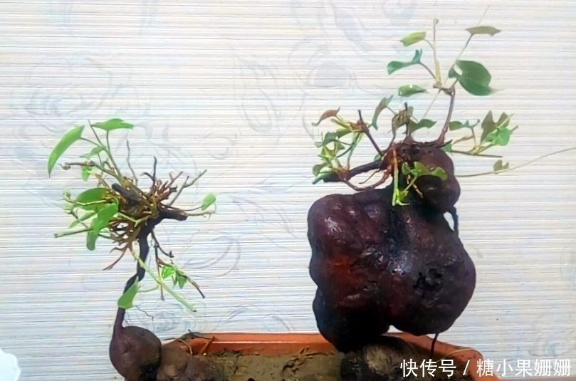 它是“四大仙草”之一,与人参灵芝齐名,农村常见,做盆景很美