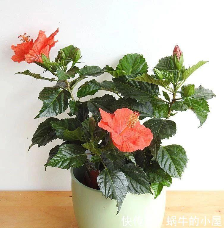 不同环境适合养的盆栽花卉，选合适自己的开花植物很重要