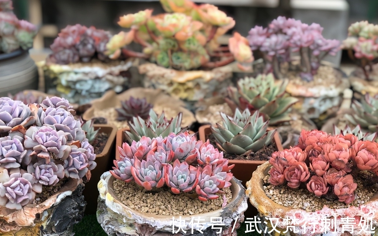 土壤肥力|作为养花新人,盆栽多肉该注意什么?“3招”就让叶子肥嘟嘟