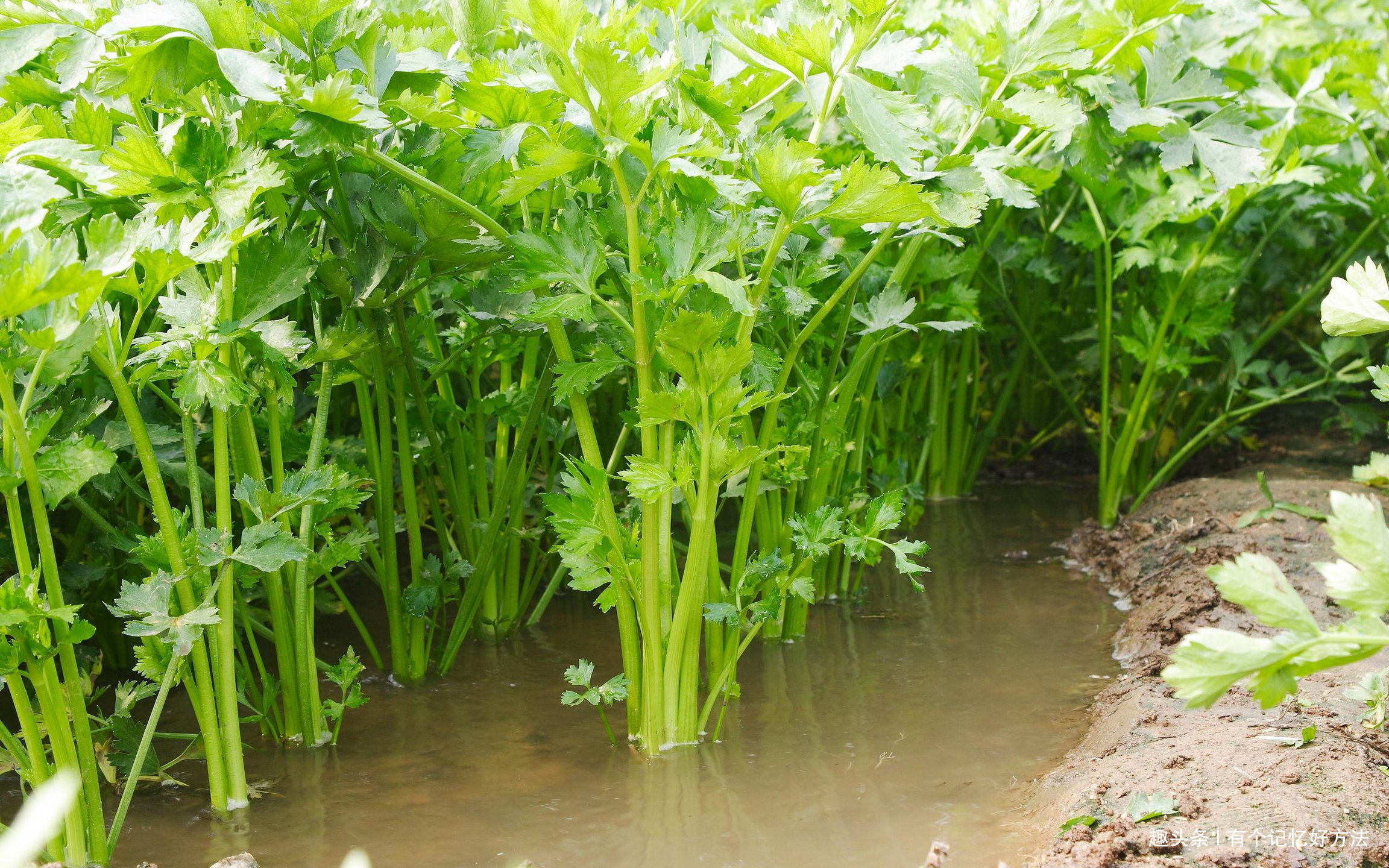 老爷爷|炒芹菜不能放它,长寿老爷爷都不吃,再饿也不能吃!不要没病找病