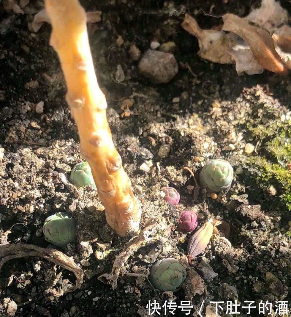 3种绿植,养在阳台露台上,不怕风吹日晒,开花也很美