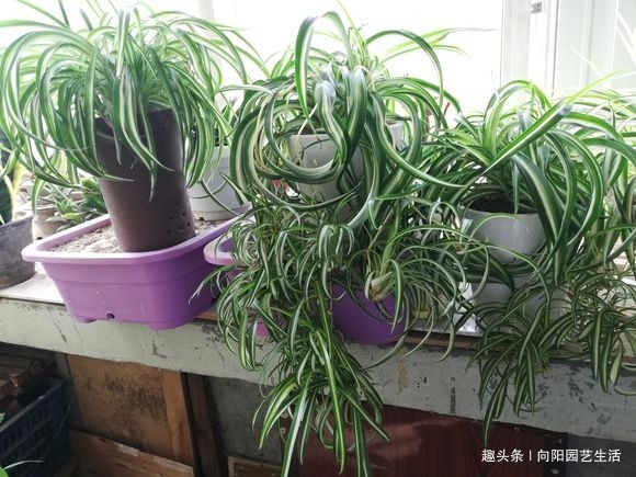 废水|家庭养吊兰，用“生活废水”浇，疏松土壤增加养分，吊兰长的旺