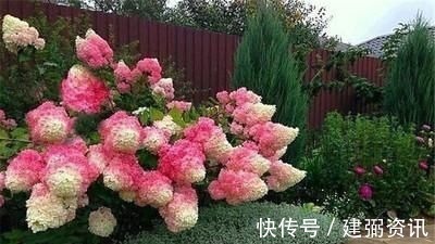 花型巨大，酷似火炬的绣球花，一年变小树，越冷越美艳