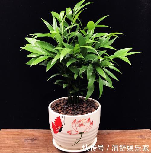 疯长|别再白花钱买花肥了，家里五毛钱一个的鸡蛋，养花猛蹿疯长。