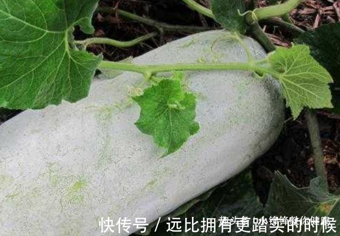 浮肿病|长寿老人爱吃的此种食物,降血糖、降血压,早知早受益
