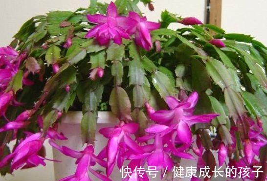 农历九月十八霜降后,养什么花?家里养3种花,财源广进恭贺新禧