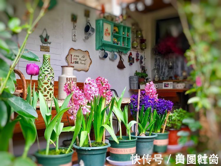 都市|三年前买了这30㎡小院,亲手改造成小花园,在繁华都市过田园生活