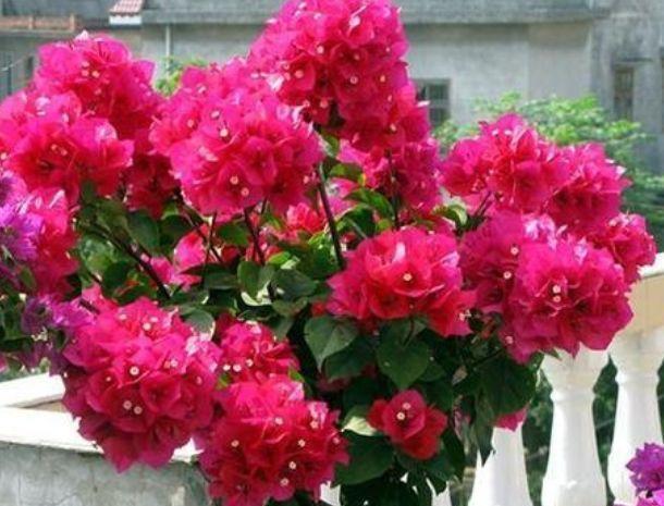 “3种花”是懒人的最爱,有阳光就爆盆,美爆了