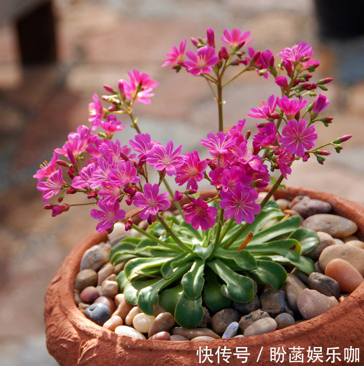 平时养菊花，就养盆“优良名菊”，花开“太白积雪”，洁白如玉！