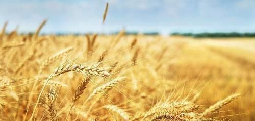 失眠|安眠药的“替代品”已找到，坚持泡水喝，静心安神，让你沾床就睡