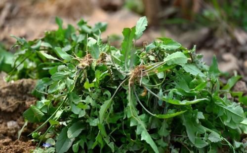 延缓衰老|40岁女性秋天养生坚持吃3种食物，美白护肤，延缓衰老，年轻10岁