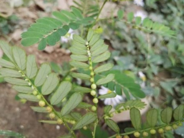 珠仔草|看似不起眼的草，竟是治疗肝炎的特效药，如今已经卖到25元一斤