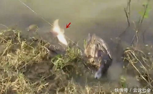 放鸭子到水里,鸭子上岸,后面还拖上来一条鱼,原因让人想不到