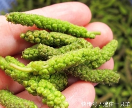野菜|农村地里常见的几种野菜,补肾,强筋骨,吃过吗?