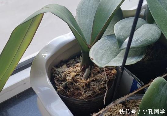 新买的蝴蝶兰小苗怎么养(看花友经验)